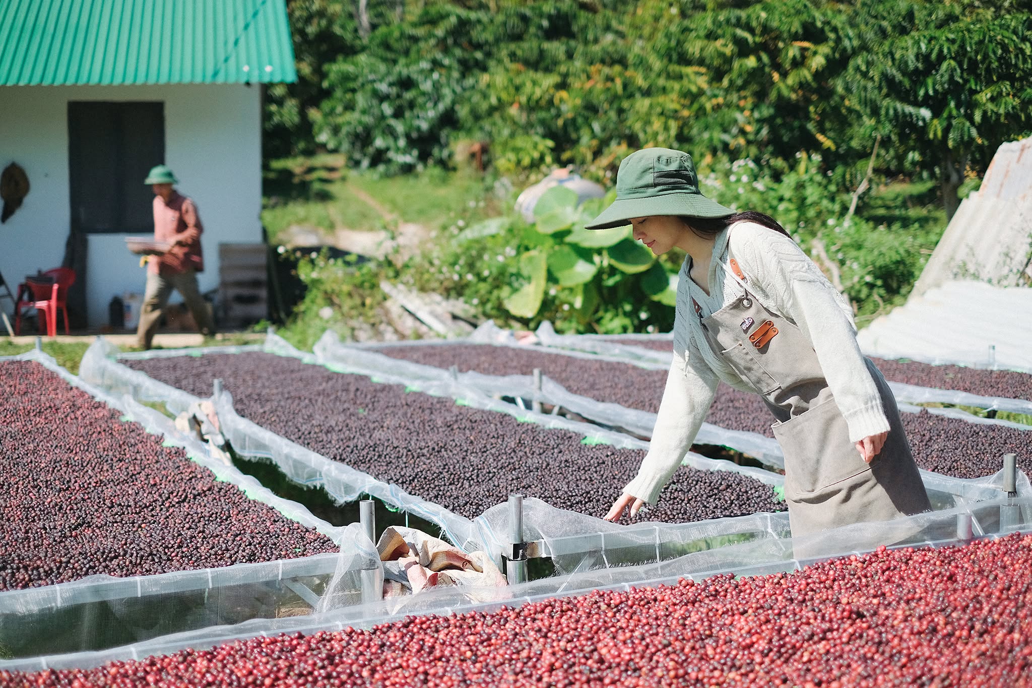 Phơi cà phê natural tại vườn